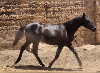 Pura Raza Mallorquina, Ogier, 1 Rok, 153 cm, Kara