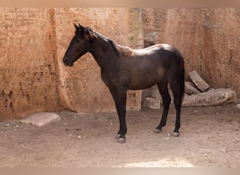 Pura Raza Mallorquina, Ogier, 1 Rok, 153 cm, Kara