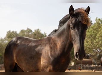 Pura Raza Mallorquina, Semental, 1 año, 143 cm, Negro