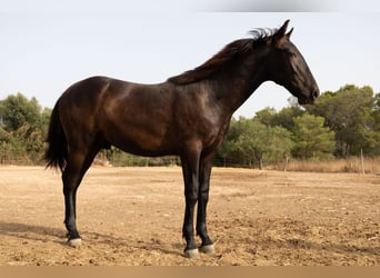 Pura Raza Mallorquina, Semental, 1 año, 143 cm, Negro