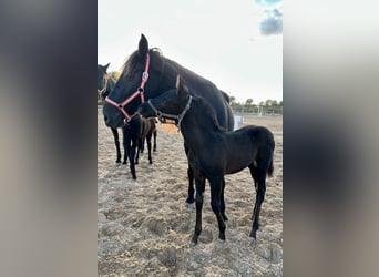 Pura Raza Mallorquina, Semental, 1 año, Negro