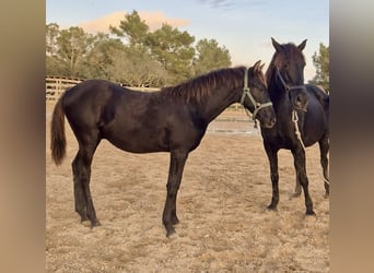 Pura Raza Mallorquina, Stallion, 1 year, Black