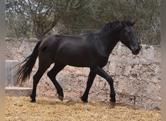 Pura Raza Mallorquina, Stallion, 2 years, 15.2 hh, Black