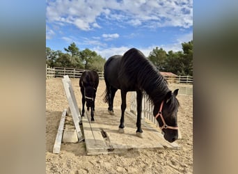 Pura Raza Mallorquina, Stallion, Foal (09/2025), Black