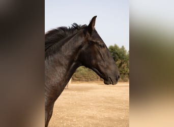 Pura Raza Mallorquina, Stallone, 1 Anno, 143 cm, Morello