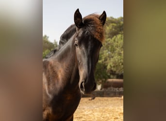 Pura Raza Mallorquina, Stallone, 1 Anno, 143 cm, Morello