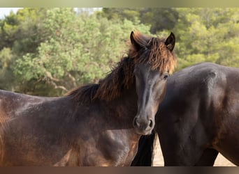 Pura Raza Mallorquina, Stallone, 1 Anno, 143 cm, Morello