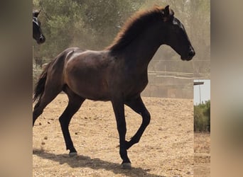 Pura Raza Mallorquina, Stallone, 1 Anno, 143 cm, Morello