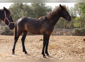Pura Raza Mallorquina, Stallone, 1 Anno, 143 cm, Morello