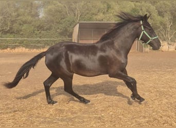 Pura Raza Mallorquina, Stute, 2 Jahre, 150 cm, Rappe
