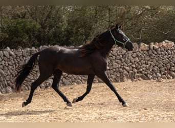 Pura Raza Mallorquina, Stute, 2 Jahre, 150 cm, Rappe