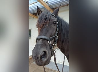Pura Raza Mallorquina, Wallach, 16 Jahre, 159 cm, Schwarzbrauner