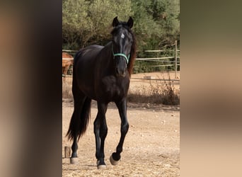 Pura Raza Mallorquina, Yegua, 2 años, 150 cm, Negro