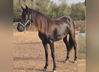 Pura Raza Mallorquina, Yegua, 2 años, 150 cm, Negro