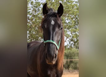 Pura Raza Mallorquina, Yegua, 2 años, 150 cm, Negro