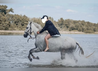 Pura Raza Mallorquina, Yegua, 8 años, 161 cm, Tordo