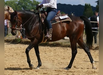 Pura sangre inglés, Caballo castrado, 10 años, 165 cm, Castaño