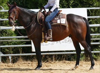 Pura sangre inglés, Caballo castrado, 10 años, 165 cm, Castaño