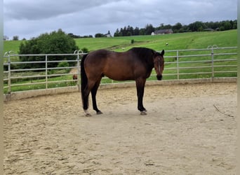 Pura sangre inglés, Caballo castrado, 10 años, 165 cm, Castaño