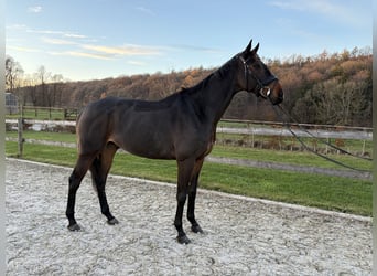 Pura sangre inglés, Caballo castrado, 10 años, 168 cm, Castaño