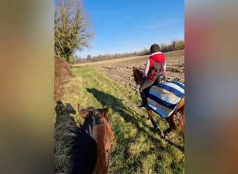 Pura sangre inglés, Caballo castrado, 10 años, 175 cm, Castaño