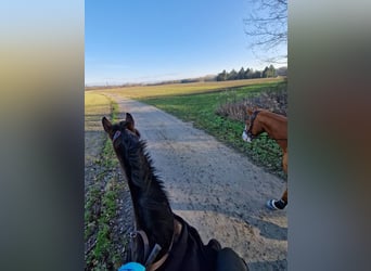 Pura sangre inglés, Caballo castrado, 10 años, 175 cm, Castaño