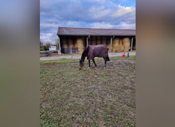 Pura sangre inglés, Caballo castrado, 10 años, 175 cm, Castaño