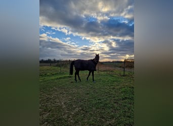 Pura sangre inglés, Caballo castrado, 10 años, 175 cm, Castaño