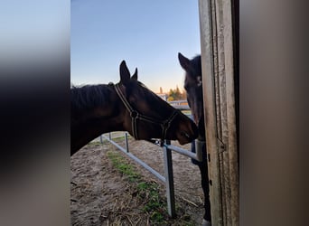 Pura sangre inglés, Caballo castrado, 10 años, 175 cm, Castaño