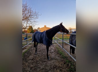 Pura sangre inglés, Caballo castrado, 10 años, 175 cm, Castaño