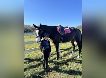 Pura sangre inglés, Caballo castrado, 11 años, 163 cm, Castaño oscuro