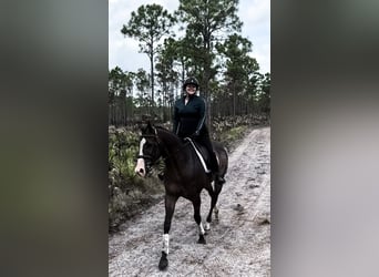 Pura sangre inglés, Caballo castrado, 11 años, 163 cm, Castaño oscuro