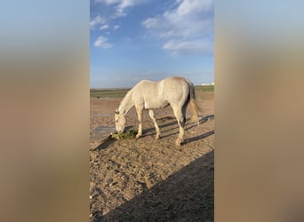 Pura sangre inglés, Caballo castrado, 11 años, 163 cm, Tordo rodado