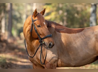 Pura sangre inglés, Caballo castrado, 11 años, 170 cm, Alazán-tostado