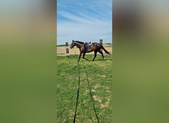 Pura sangre inglés, Caballo castrado, 11 años, 170 cm, Castaño