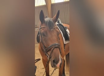 Pura sangre inglés, Caballo castrado, 11 años, 172 cm, Castaño