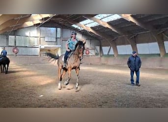 Pura sangre inglés, Caballo castrado, 11 años, 172 cm, Castaño