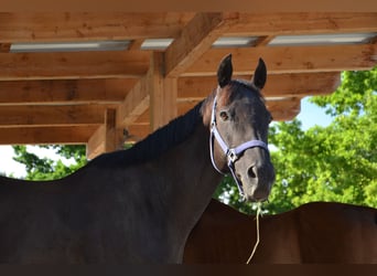 Pura sangre inglés, Caballo castrado, 12 años, 160 cm, Castaño oscuro