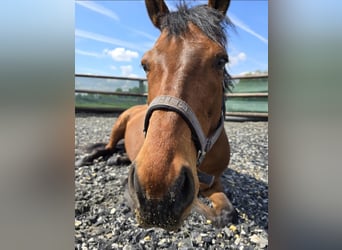 Pura sangre inglés, Caballo castrado, 12 años, 162 cm, Castaño rojizo