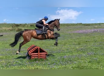 Pura sangre inglés, Caballo castrado, 12 años, 163 cm, Castaño rojizo