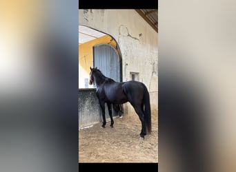 Pura sangre inglés, Caballo castrado, 12 años, 164 cm, Negro