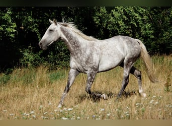 Pura sangre inglés, Caballo castrado, 12 años, 165 cm, Tordo