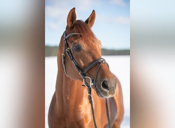 Pura sangre inglés, Caballo castrado, 12 años, 167 cm, Alazán