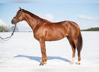 Pura sangre inglés, Caballo castrado, 12 años, 167 cm, Alazán