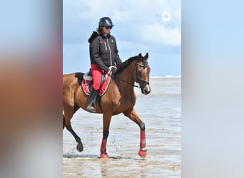 Pura sangre inglés, Caballo castrado, 12 años, 63 cm, Castaño