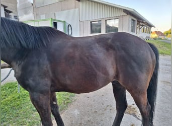 Pura sangre inglés, Caballo castrado, 13 años, 160 cm, Castaño oscuro
