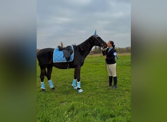 Pura sangre inglés, Caballo castrado, 13 años, 160 cm, Castaño oscuro