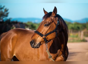 Pura sangre inglés, Caballo castrado, 13 años, Castaño claro