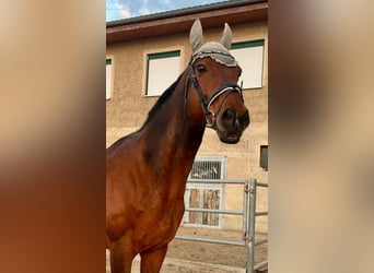 Pura sangre inglés, Caballo castrado, 14 años, 165 cm, Castaño
