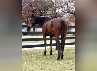 Pura sangre inglés, Caballo castrado, 14 años, 165 cm, Castaño rojizo